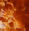 Amber Crystal Finish Glass Paint sample showing its crystalline pattern.